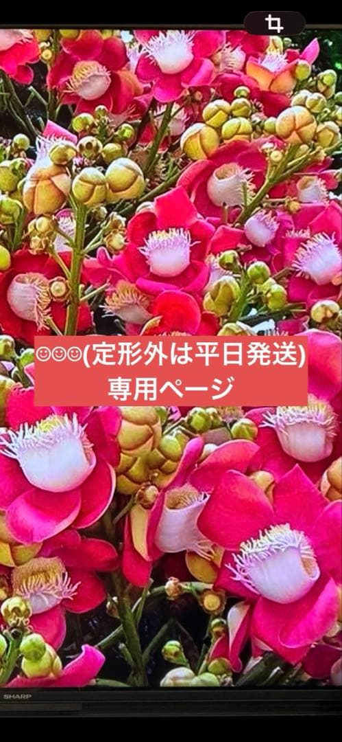 ラナンキュラスラックス