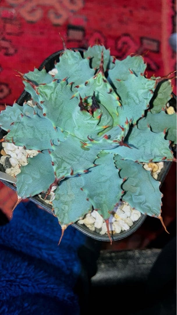 楊貴妃×妖炎　botanicalseeker産　アガベ