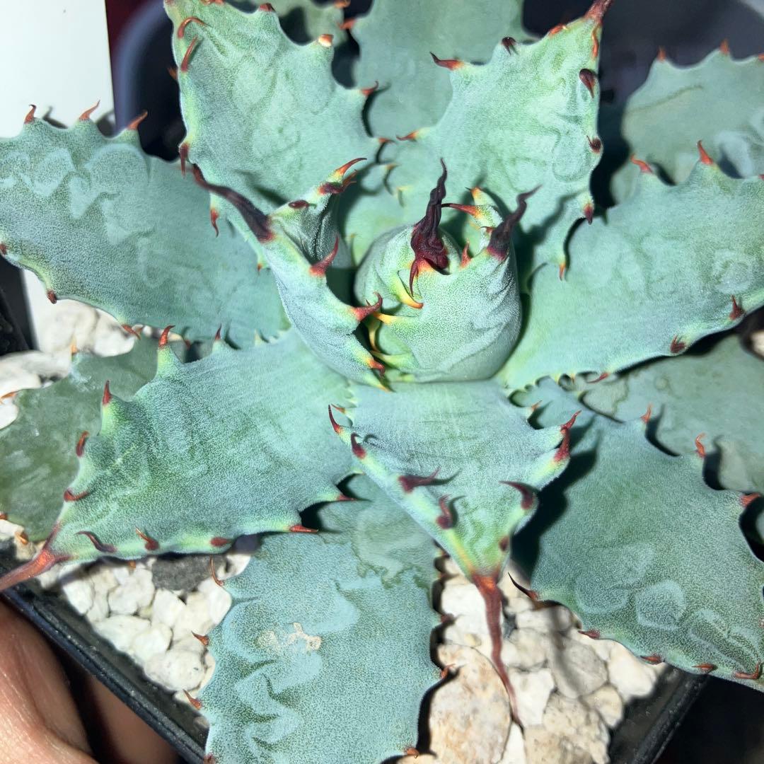 楊貴妃×妖炎　botanicalseeker産　アガベ