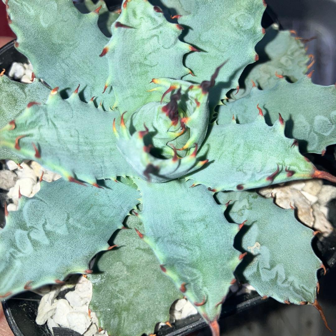 楊貴妃×妖炎　botanicalseeker産　アガベ