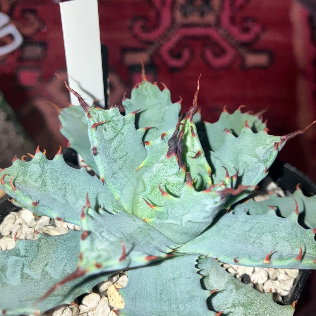 楊貴妃×妖炎　botanicalseeker産　アガベ