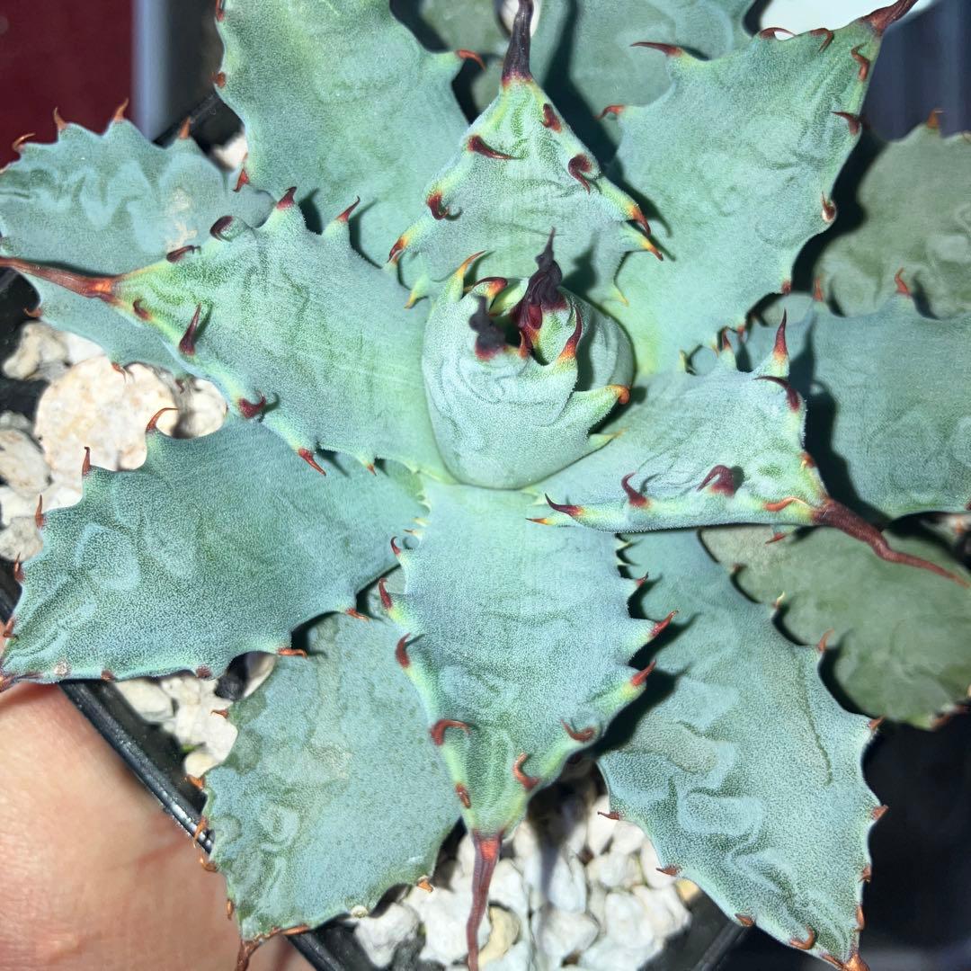 楊貴妃×妖炎　botanicalseeker産　アガベ