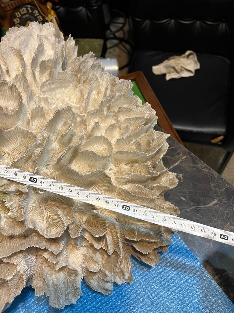 超特大珊瑚礁、直径66センチ、ナガレハナサンゴ、飾りサンゴ、海水魚、白化珊瑚