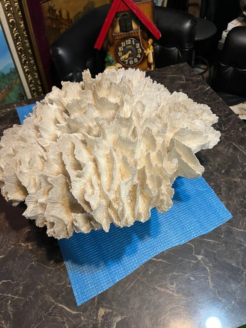 超特大珊瑚礁、直径66センチ、ナガレハナサンゴ、飾りサンゴ、海水魚、白化珊瑚