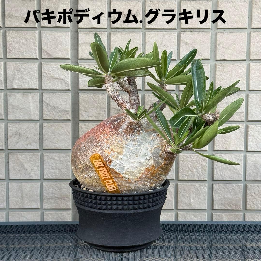 パキポディウム グラキリス 現地株 大株
