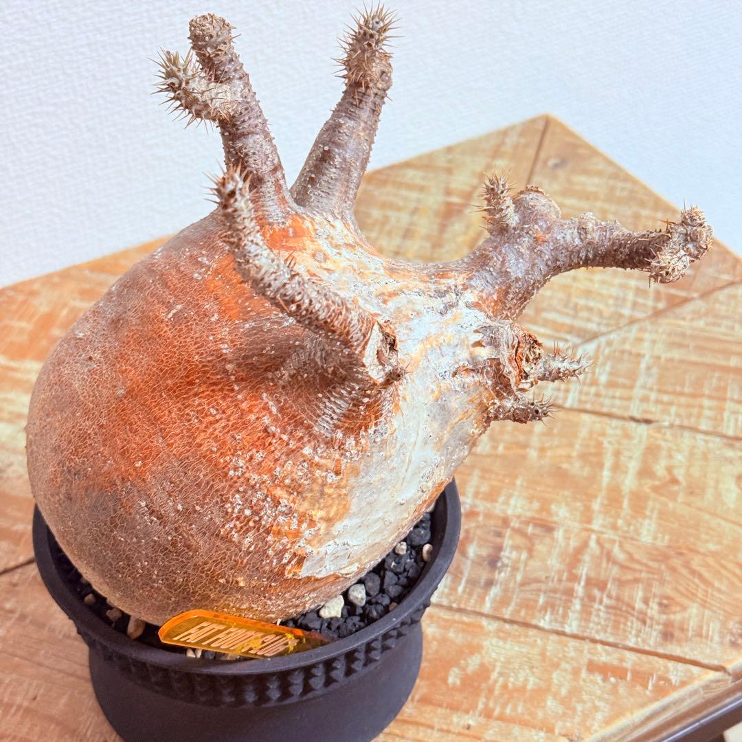 パキポディウム グラキリス 現地株 大株