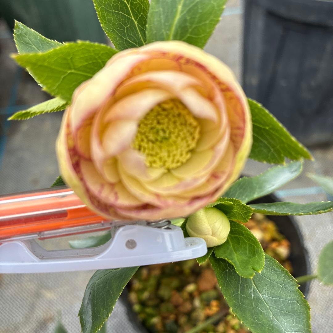 クリスマスローズ　かすみ　くすみ手毬　可愛い！　4.5寸