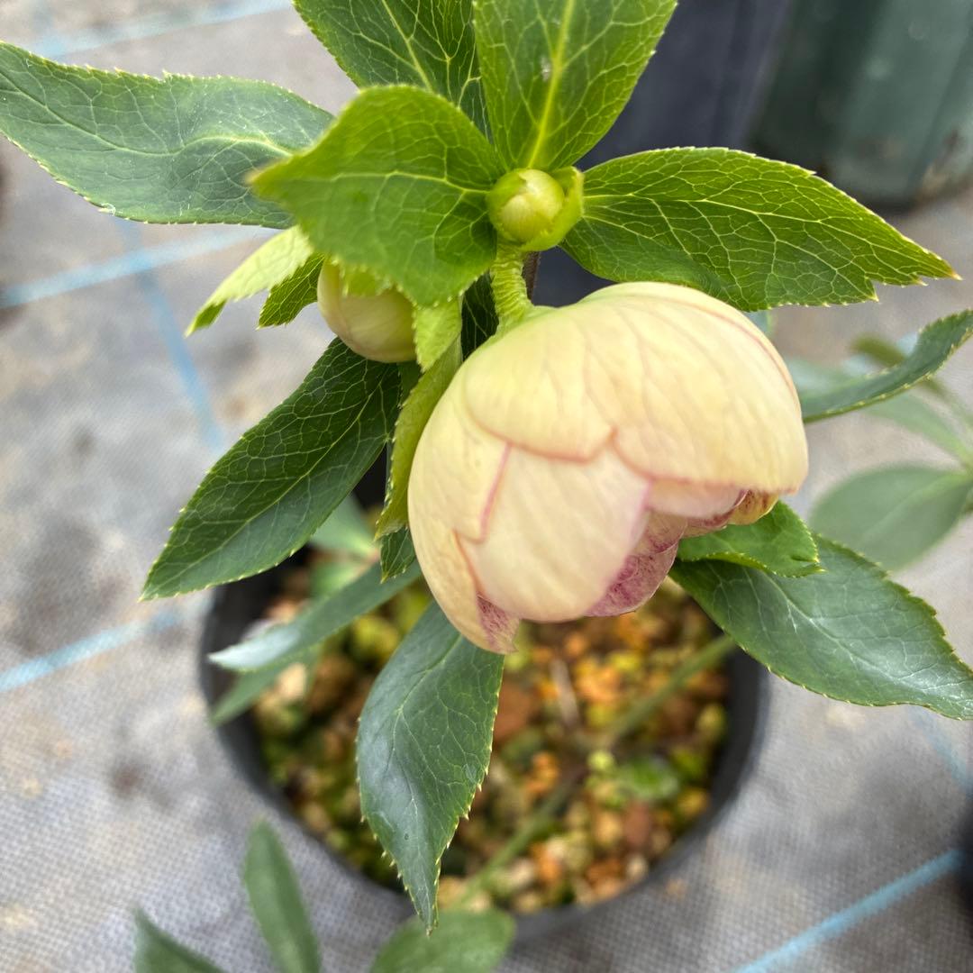 クリスマスローズ　かすみ　くすみ手毬　可愛い！　4.5寸