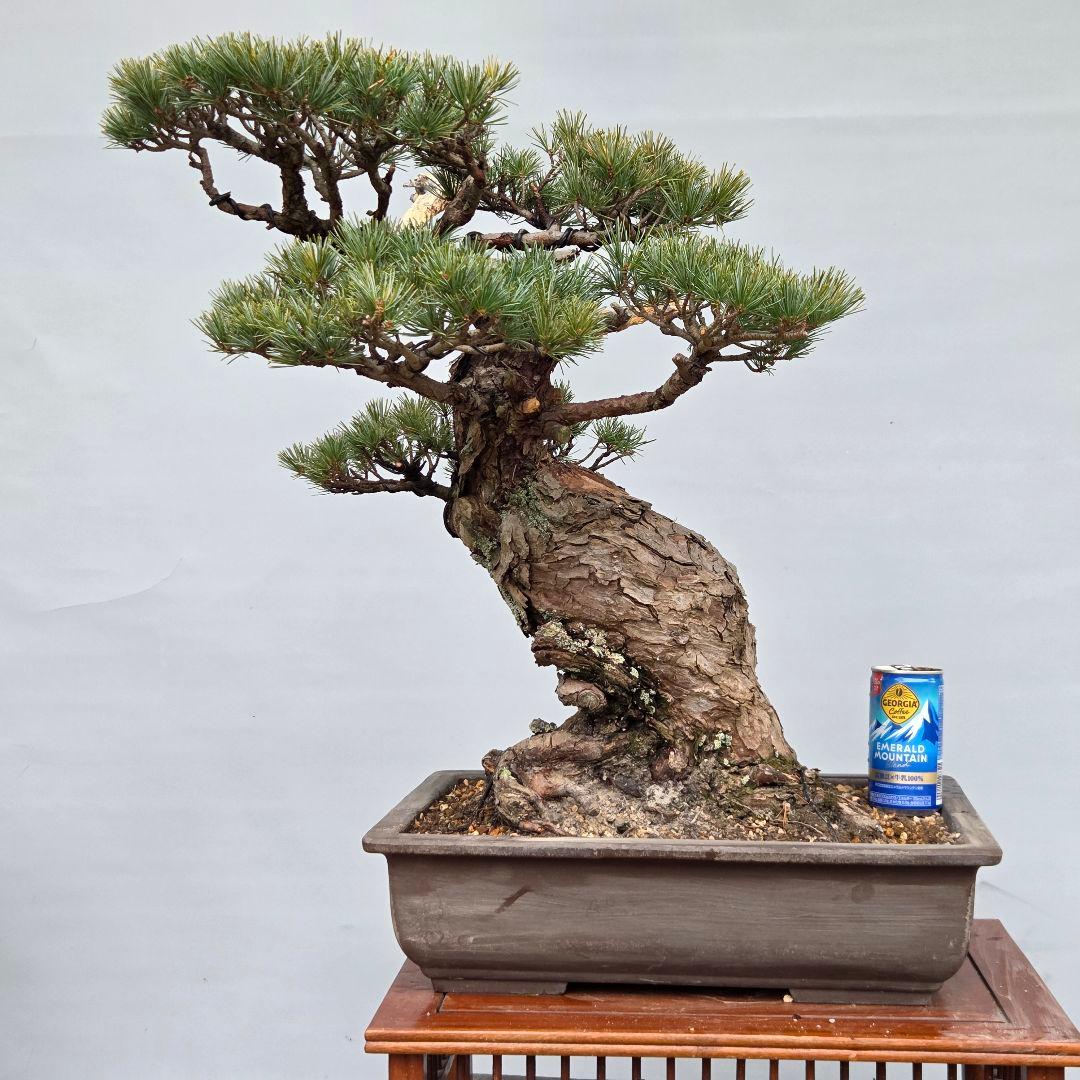 宮島五葉松　[模様木]　大品盆栽