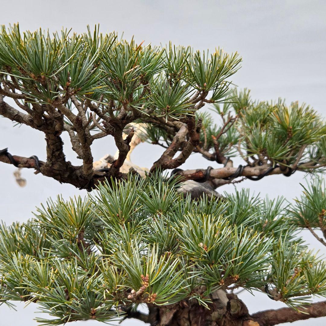 宮島五葉松　[模様木]　大品盆栽