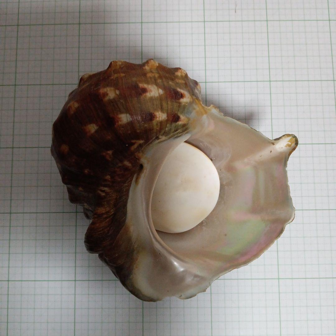 貝殻標本　ヤコウガイ
