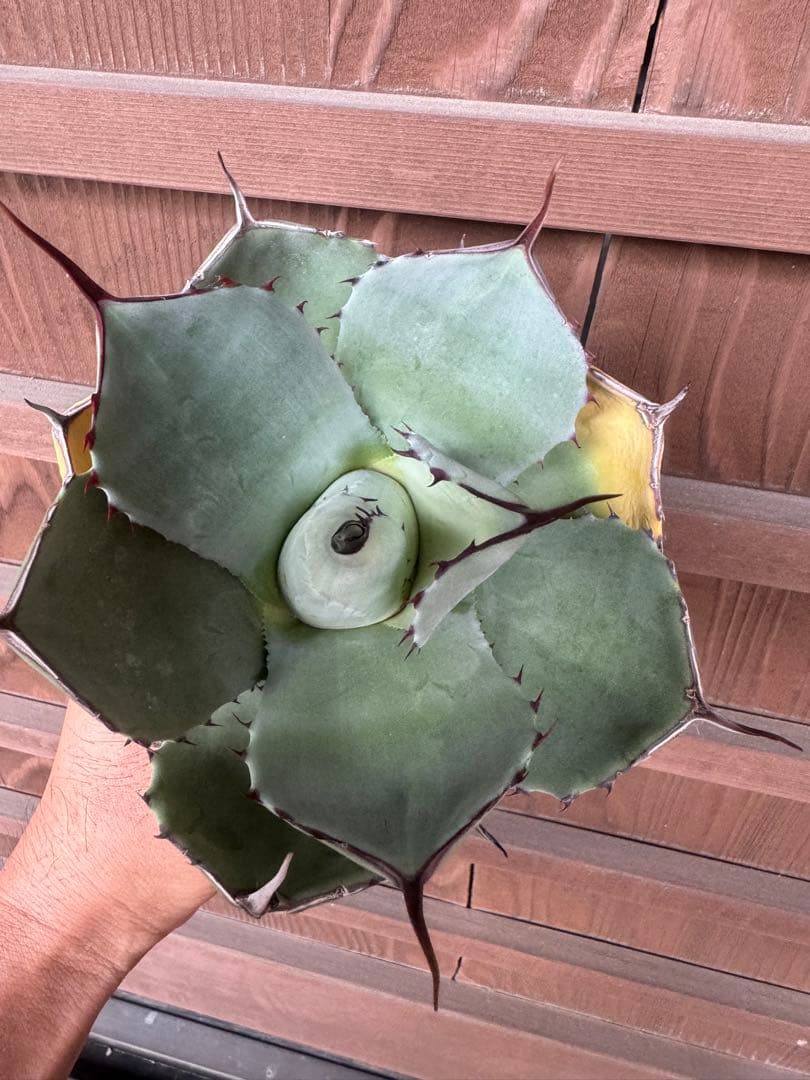 アガベ Agave parryi ssp. truncata 236