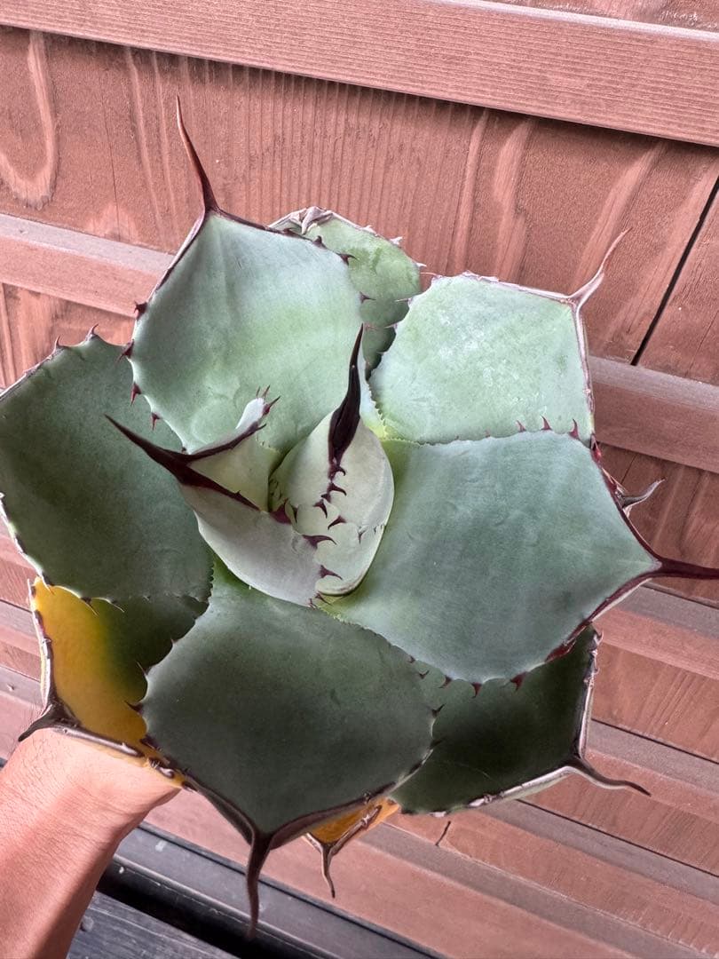 アガベ Agave parryi ssp. truncata 236