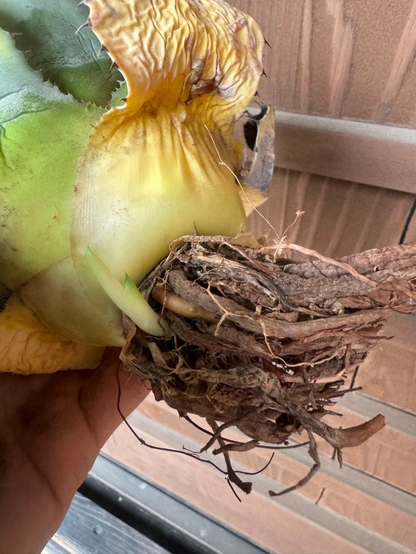 アガベ Agave parryi ssp. truncata 236