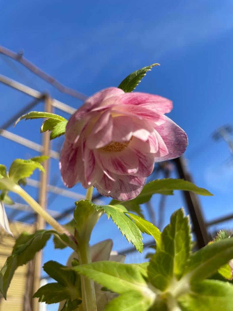 クリスマスローズ苗　プリマヴェーラ　加藤農園