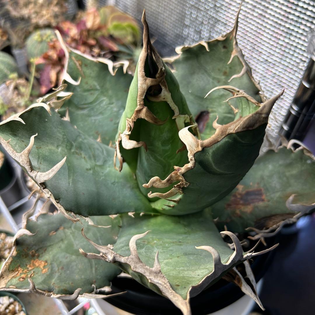 【大株】アガベ オアハカ　ワイルド現地球　発根済み大株