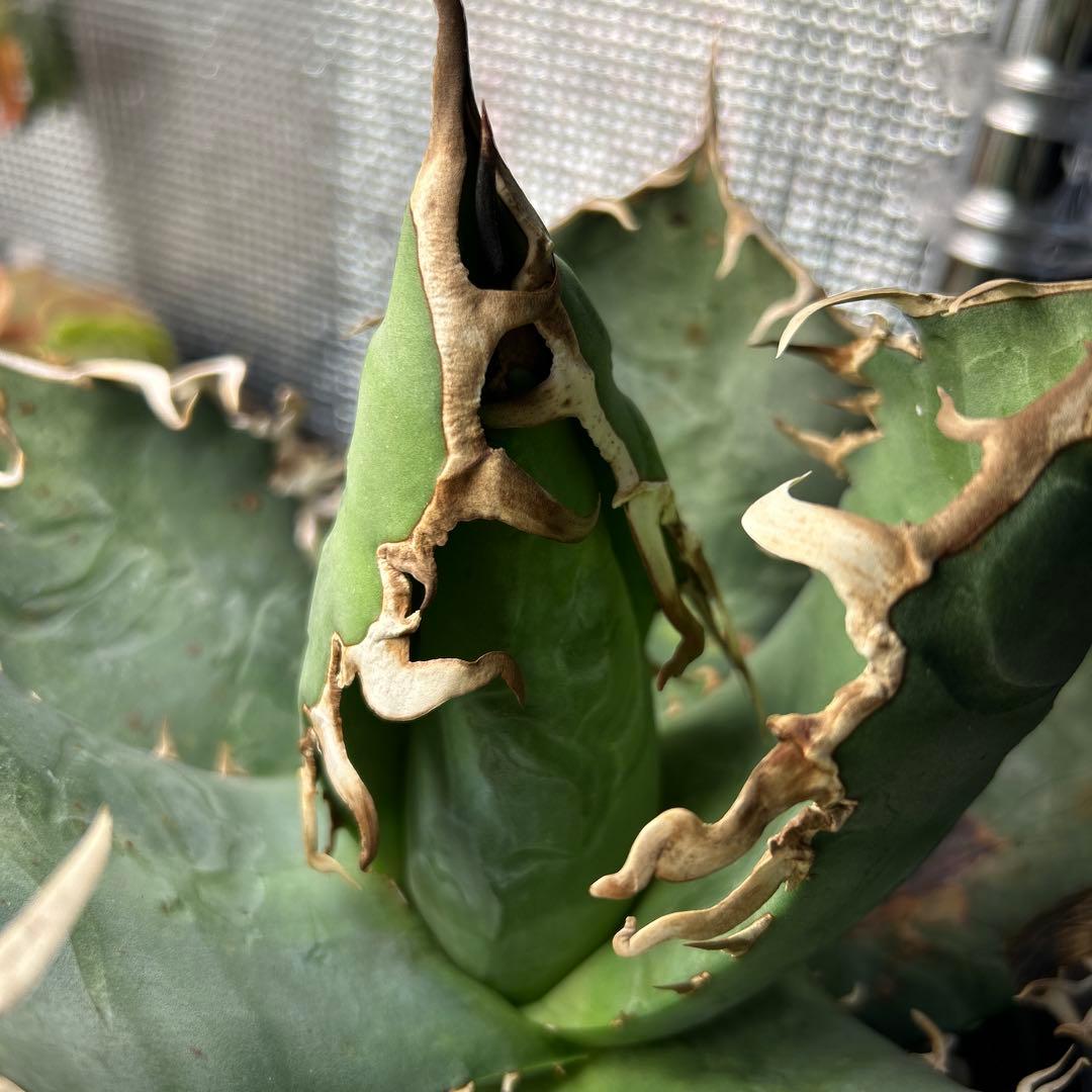 【大株】アガベ オアハカ　ワイルド現地球　発根済み大株