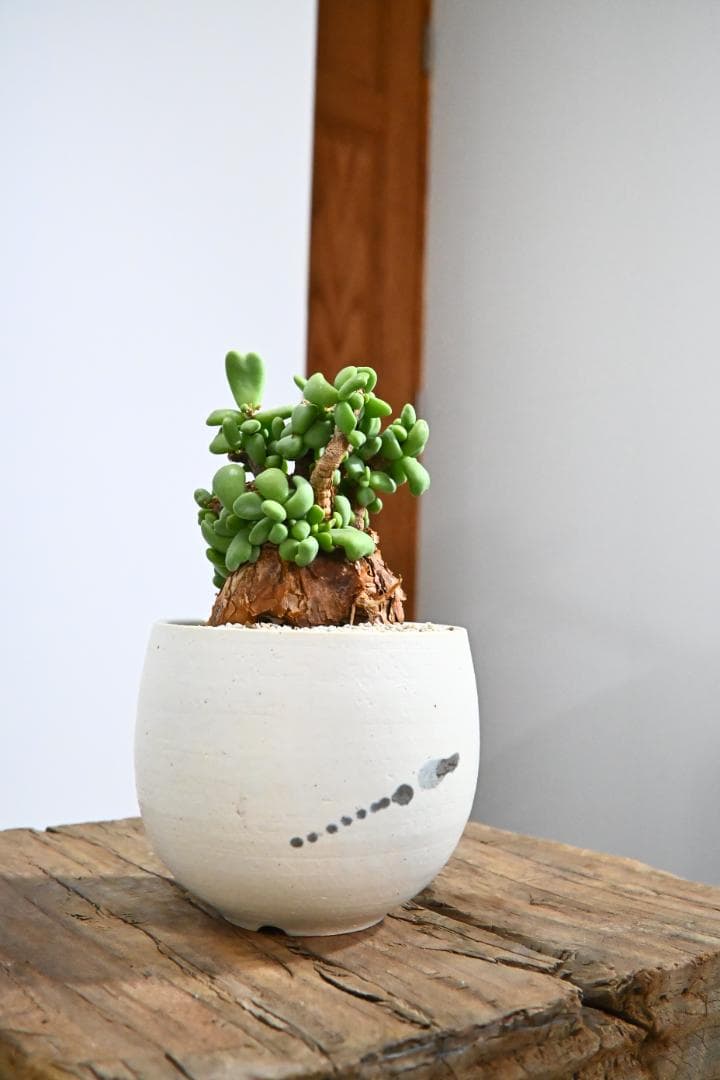 Ceraria pygmaea ケラリア ピグマエア　　発根済み　1