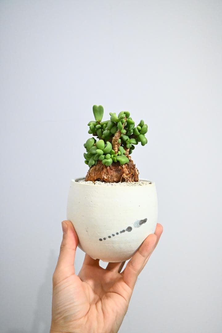 Ceraria pygmaea ケラリア ピグマエア　　発根済み　1