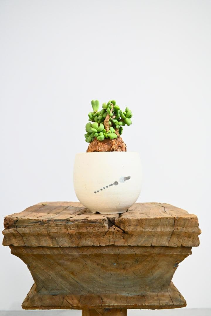 Ceraria pygmaea ケラリア ピグマエア　　発根済み　1