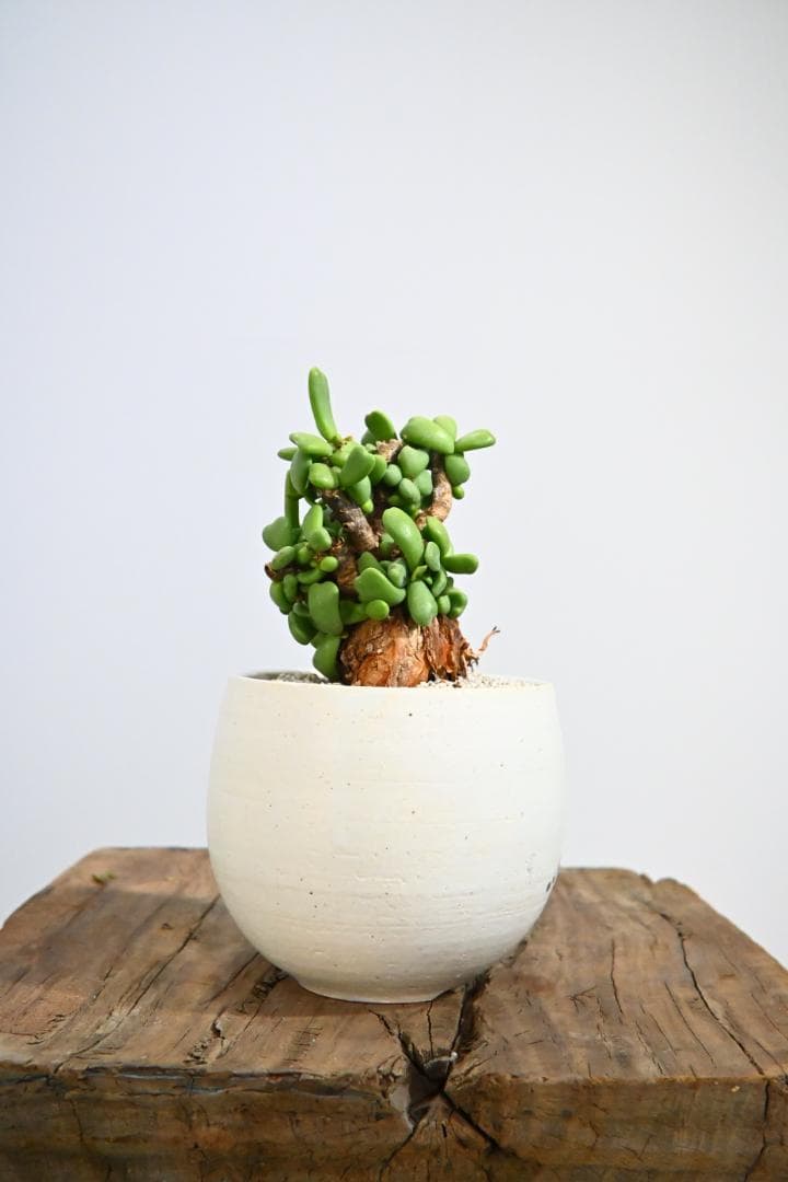 Ceraria pygmaea ケラリア ピグマエア　　発根済み　1