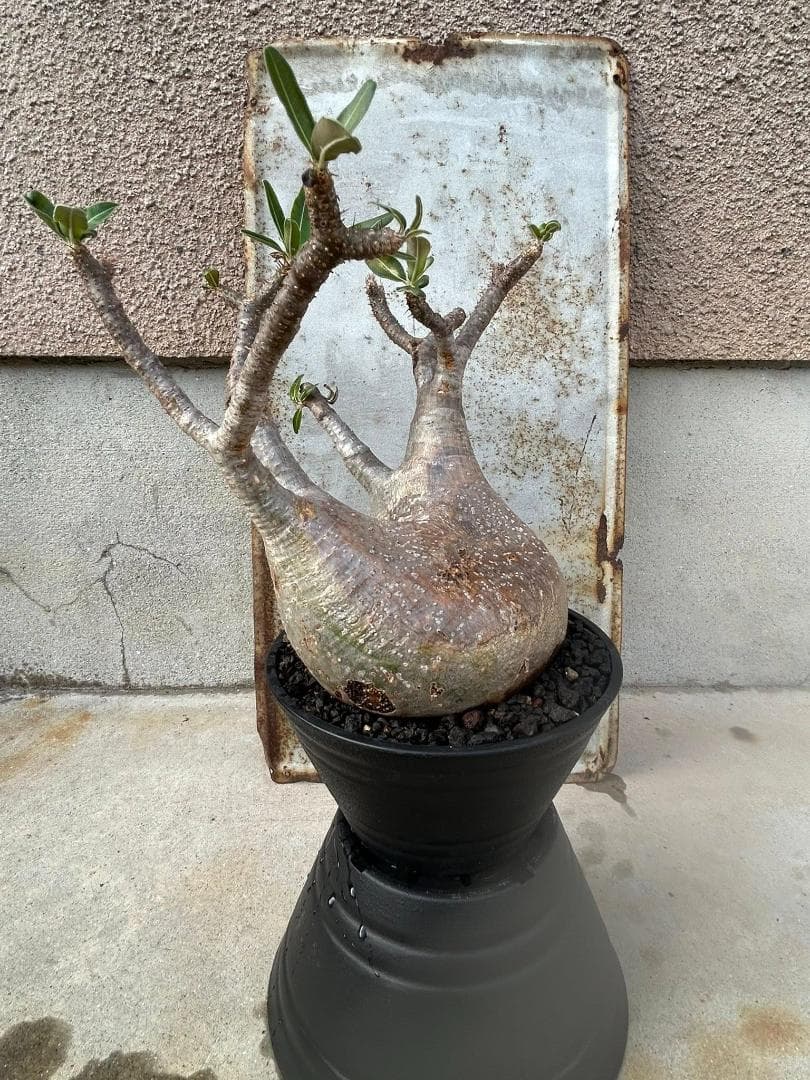 パキポディウム グラキリス 現地株 発根済み