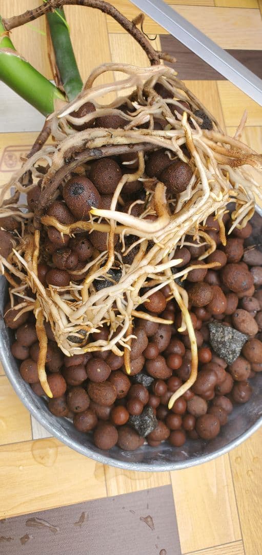 ぐんぐん玉「SEAL」1㎏業務用増量タイプ通常15,000円→10,000円