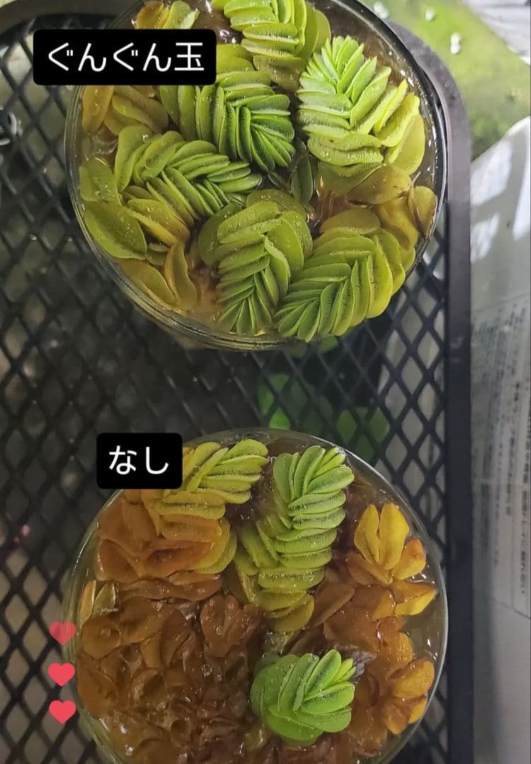 ぐんぐん玉「SEAL」1㎏業務用増量タイプ通常15,000円→10,000円