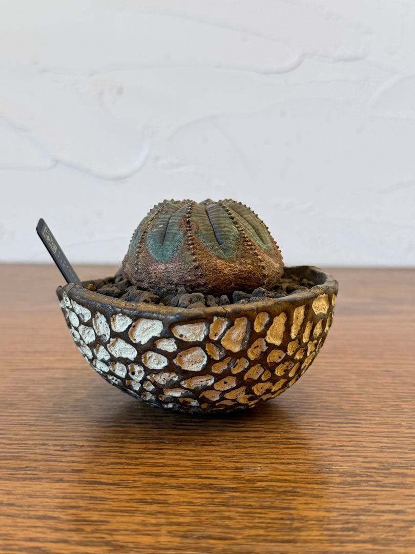 オールドオベサ【発根済】【ramat鉢】