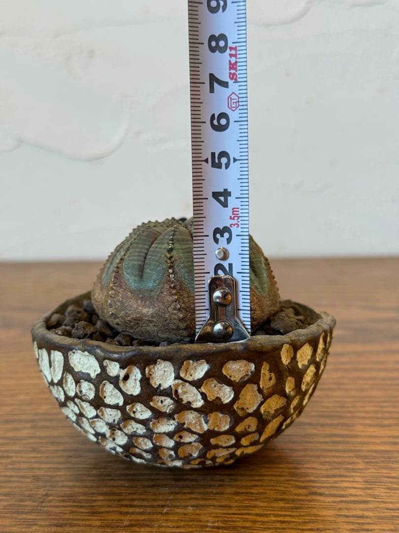 オールドオベサ【発根済】【ramat鉢】