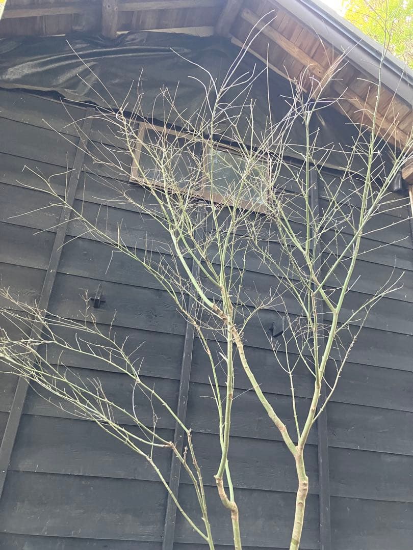 20 山採り　イロハモミジ