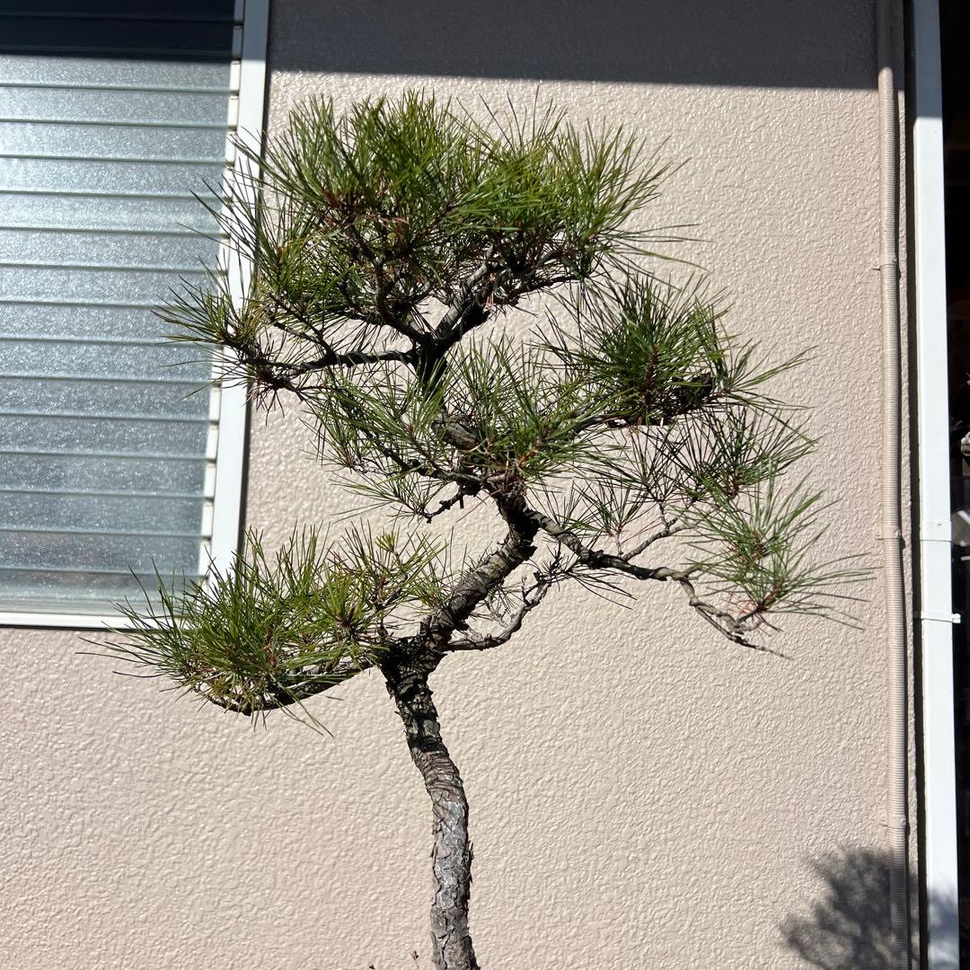 赤松　盆栽　手入れ簡単‼️
