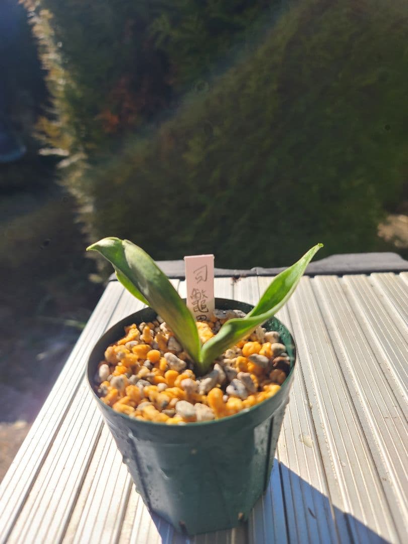 司鼈甲②　万年青