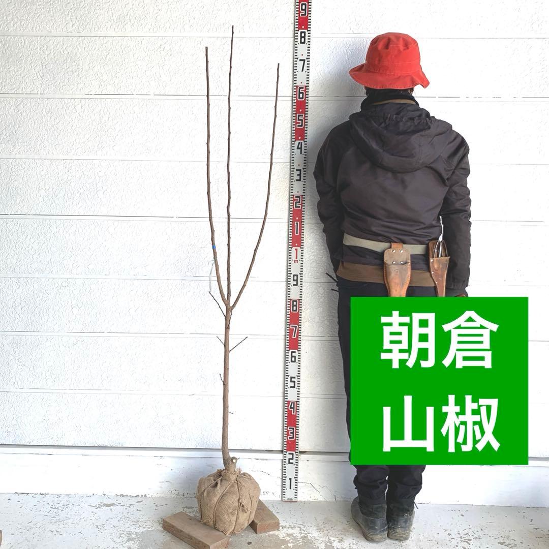 朝倉山椒　約180cm 根巻【サンショウ/実山椒/山椒/ハジカミ/木の実】42