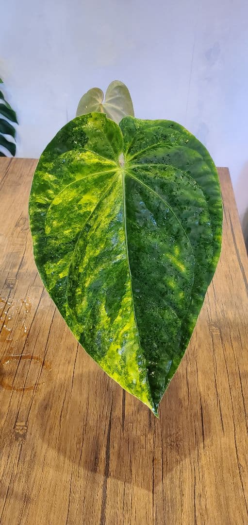 超希少（斑入り）アンスリウムの交配株です。