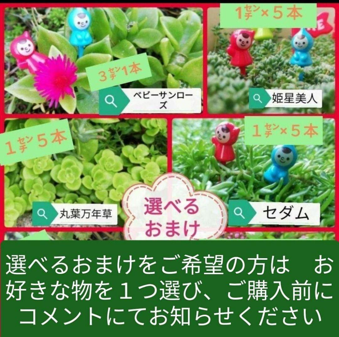 ２番　つるバラ　アイスバーグ　5／17撮影