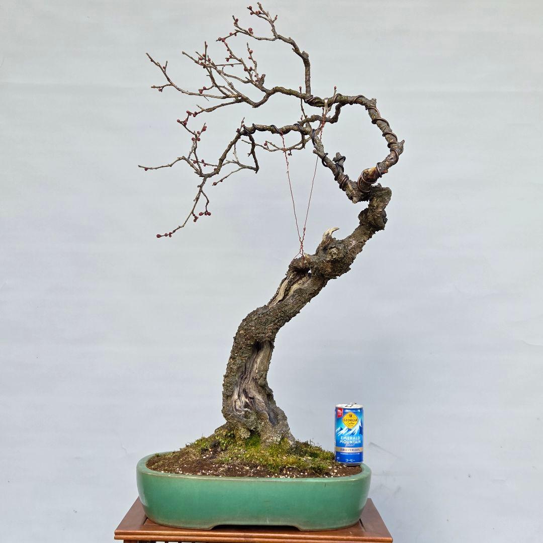 梅　(野梅系紅花八重咲き)[寒衣]　大品盆栽