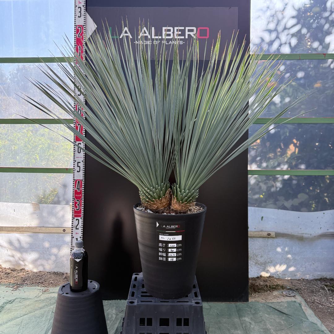 【AL1066】ユッカ　ロストラータ　ランチョブルー　数量限定販売