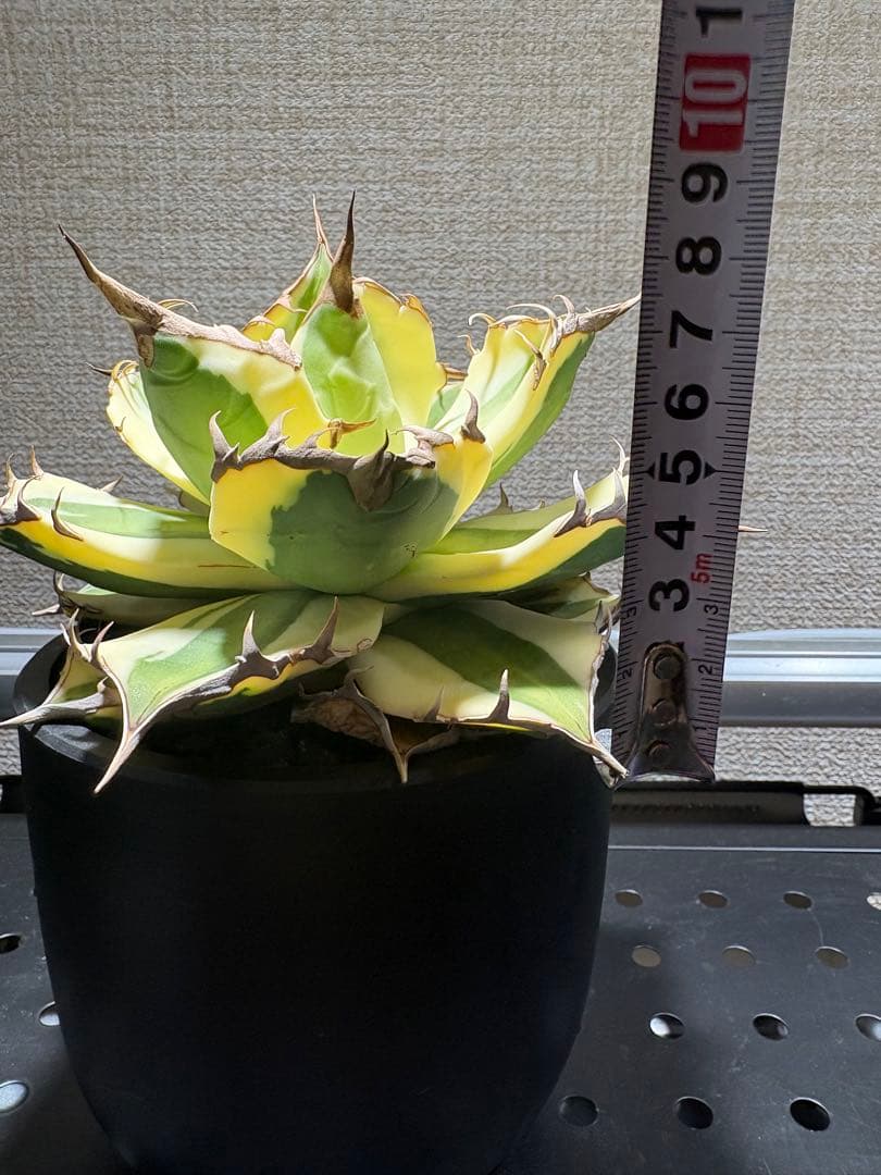 アガベ スナグルトゥース