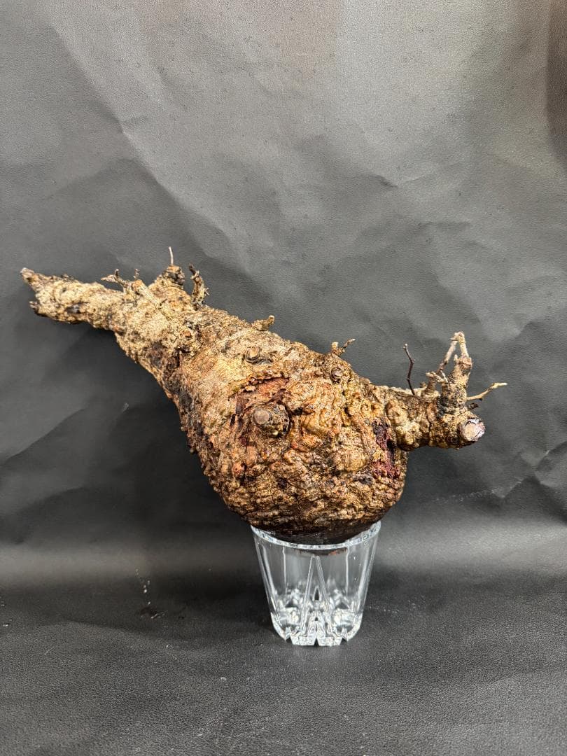 オペルクリカリアパキプス　ベアルート　扁平株