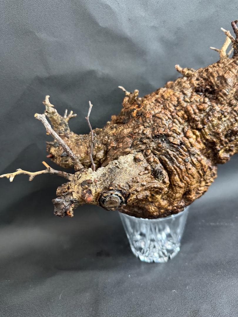 オペルクリカリアパキプス　ベアルート　扁平株