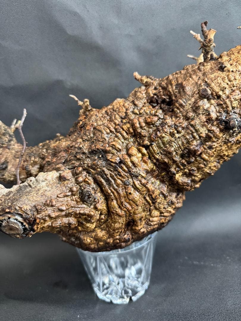 オペルクリカリアパキプス　ベアルート　扁平株