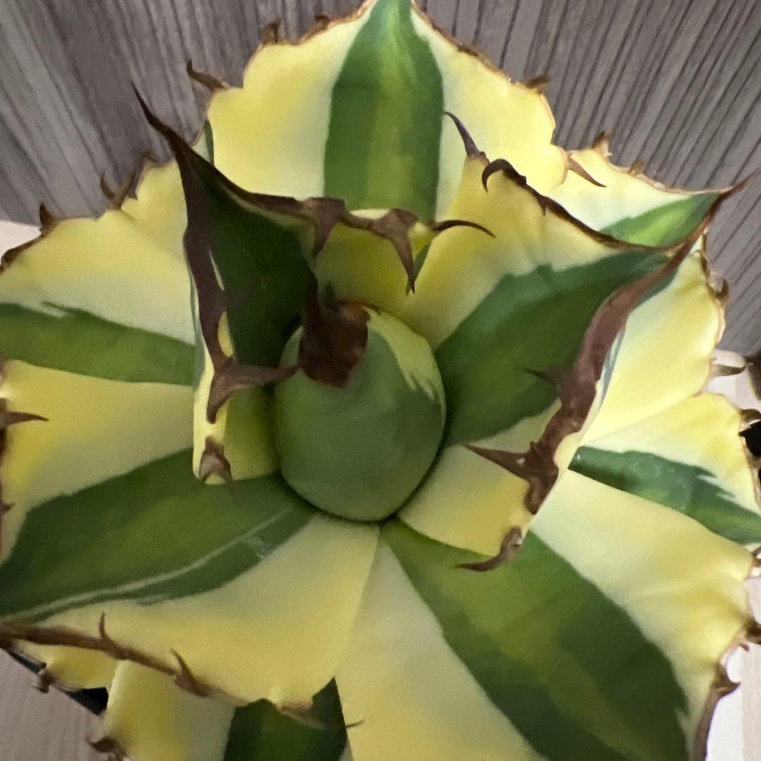 アガベ　スナグルトゥースまとめ売り