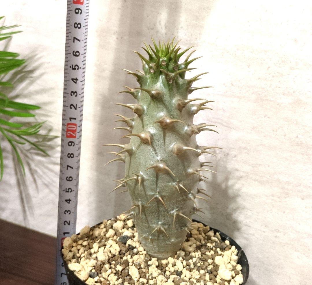 極太　アンボンゲンセ　パキポディウム　実生　コーデックス　塊根植物　サボテン