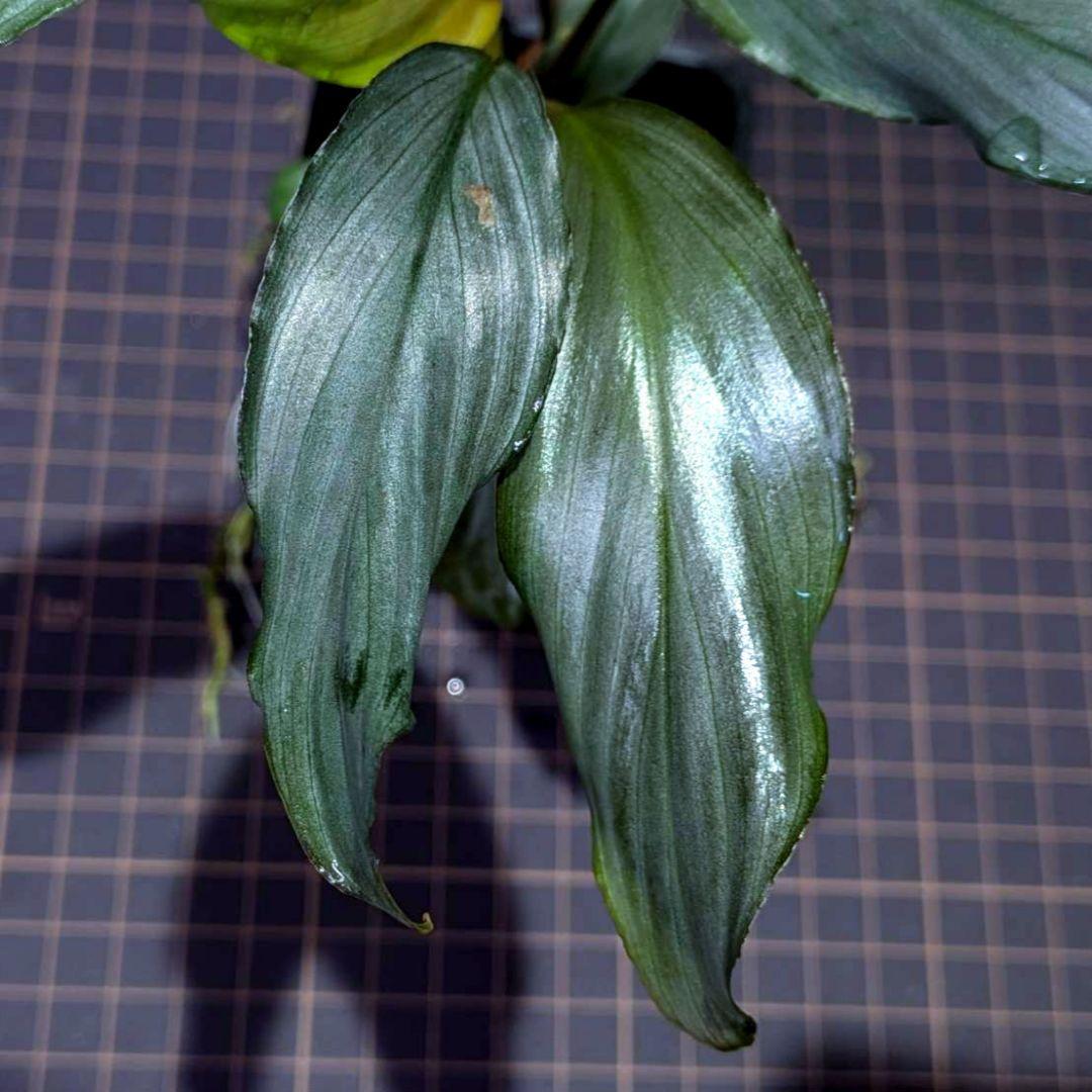 熱帯植物　ホマロメナsp.ジャバ　バンタン　銀槍