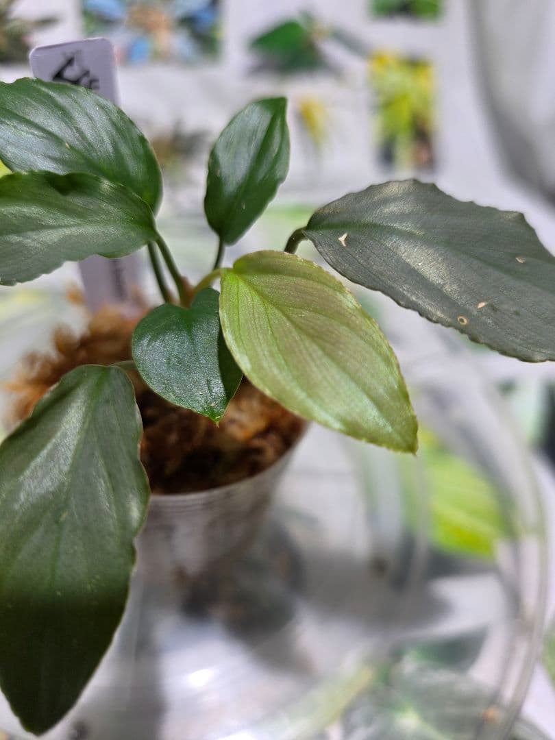 熱帯植物　ホマロメナsp.ジャバ　バンタン　銀槍