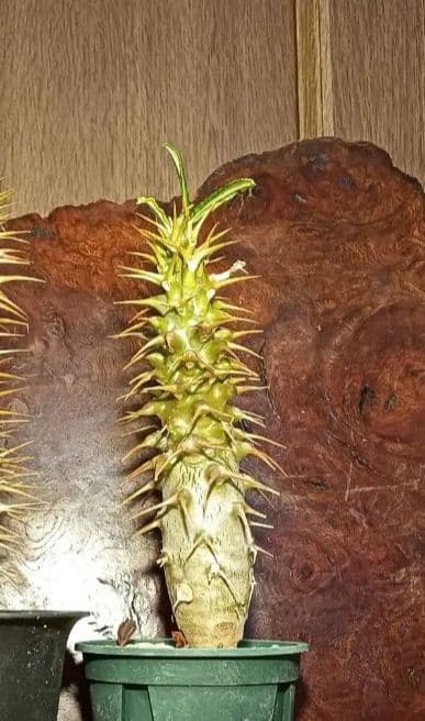 国内実生　大きめ　パキポディウム　アンボンゲンセ　右の株