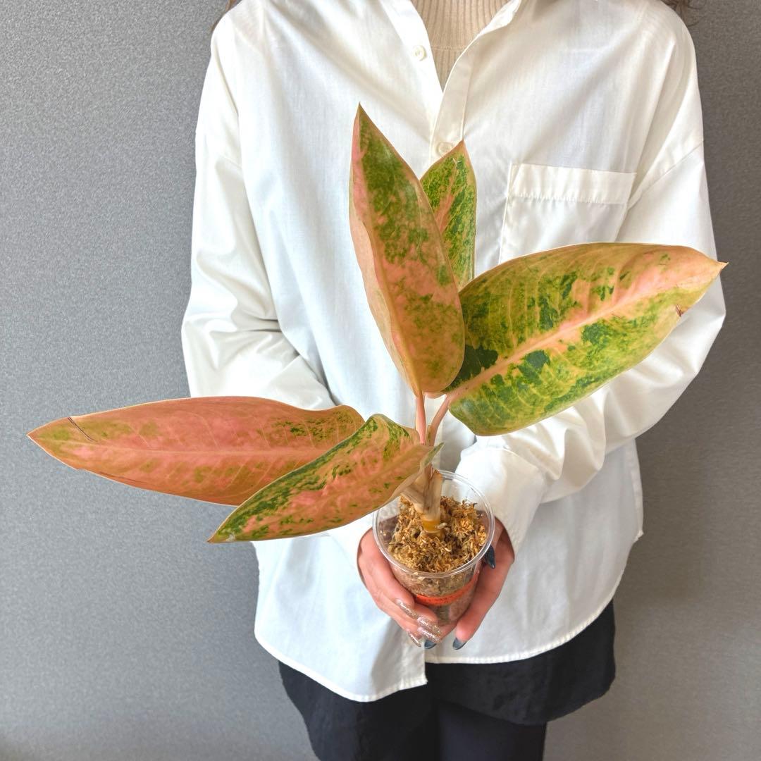 超希少❗️アグラオネマ　ピンクバナナ✨