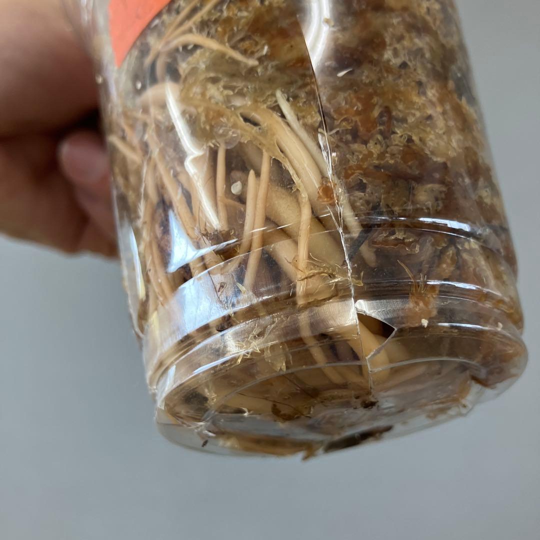 超希少❗️アグラオネマ　ピンクバナナ✨