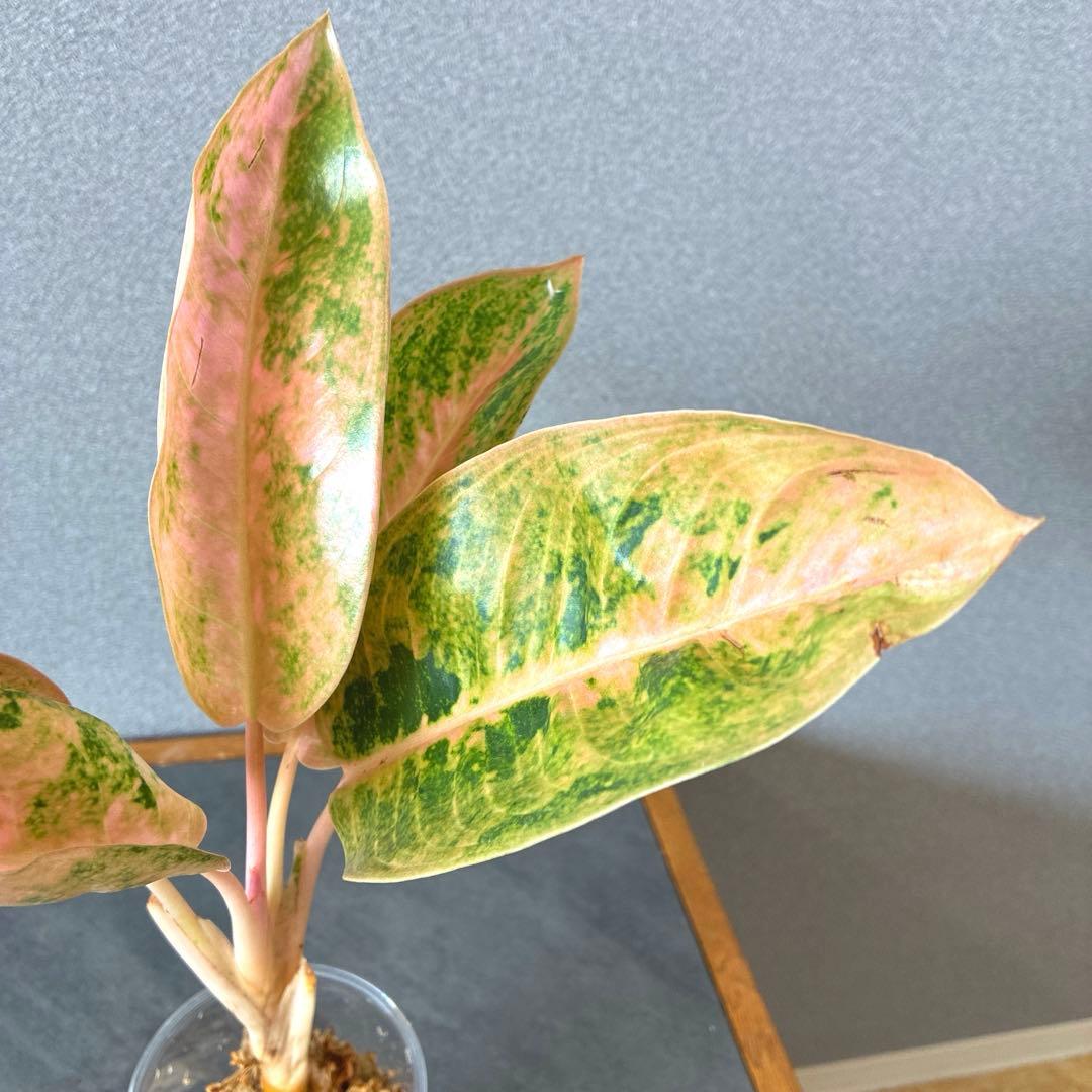 超希少❗️アグラオネマ　ピンクバナナ✨